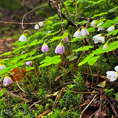 Osterwanderung 2025 – Bild 177